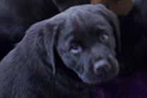 Labrador Puppy Head