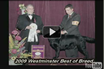 James wins BOB and Group 4 at 2009 Westminster Show