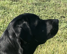 Maggy