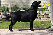 Spruce- Picture taken at 18 months